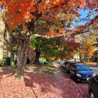 Vibrant autumn street scene with colorful trees and buildings