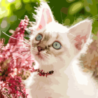 White Kitten with Blue Eyes Among Pink Blossoms and Green Foliage