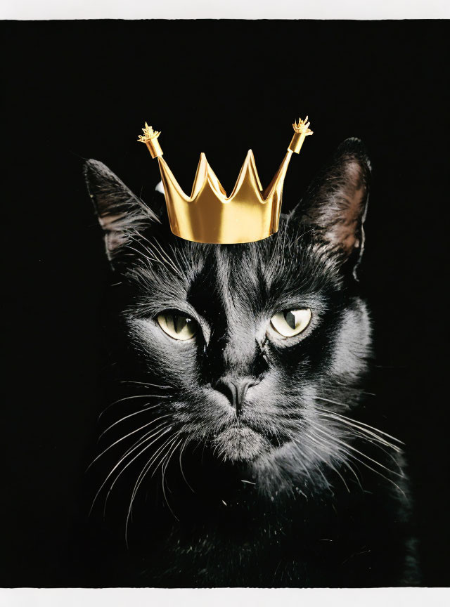 Black Cat Wearing Gold Crown on Black Background