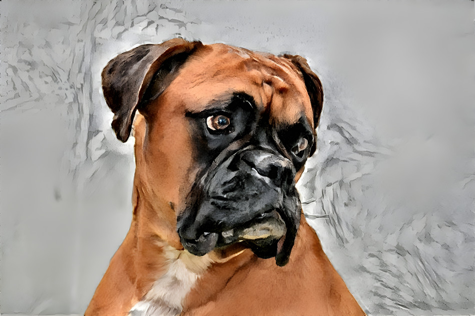 Portrait of A Boxer Dog 