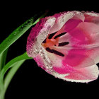 Pink and White Tulip with Water Droplets on Petals on Black Background
