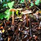 Vibrant oversized mushrooms in lush forest setting