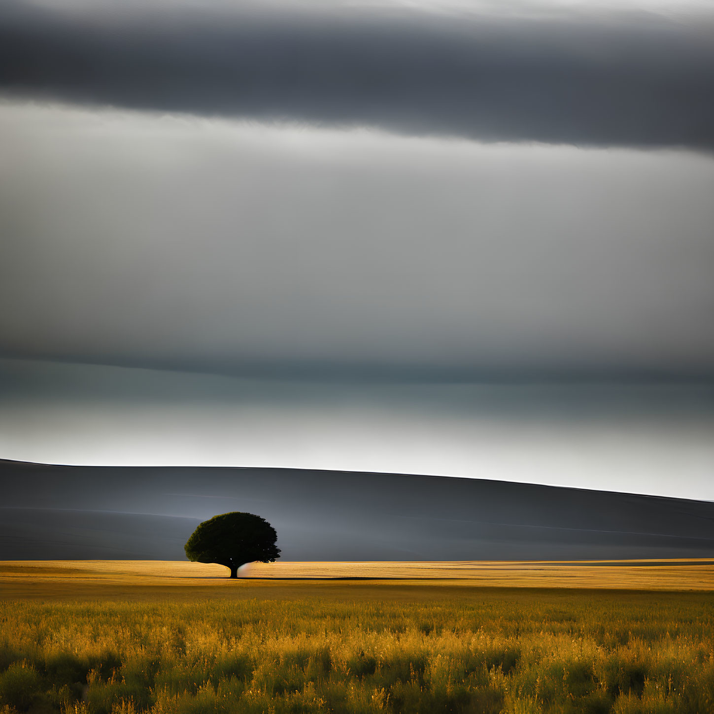 Solitary Tree in Golden Field Under Dramatic Sky
