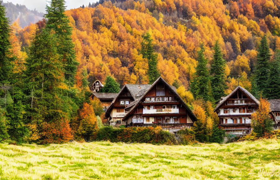 Traditional houses in autumn forest with golden and green trees.
