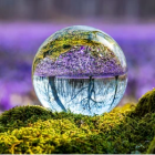 Colorful Mushroom Landscape Inside Transparent Bubble on Mossy Surface