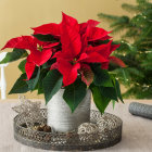 Festive poinsettia display with silver ornaments and candlesticks beside a Christmas tree.