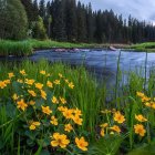Vibrant yellow flowers in lush meadow by serene river and distant church with golden domes under
