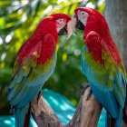 Colorful Macaws Perched on Branch in Green Forest