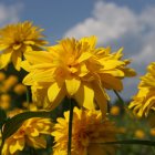 Bright Yellow Flowers Blooming Under Blue Skies