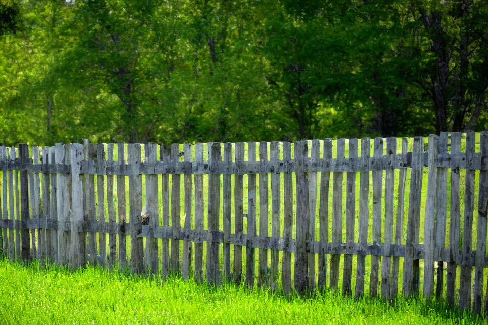 Weathered wooden fence in green field with summer trees.