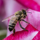 Detailed bee with shiny body on pink flower with soft-focus background