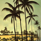 Tropical palm trees against subdued sky and ocean glimpse