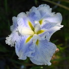 White Iris with Blue Petals and Yellow Accents in Sparkling Water Droplets