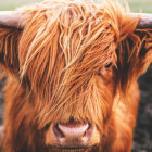 Detailed Watercolor Painting of Highland Cow with Flowing Hair and Prominent Horns