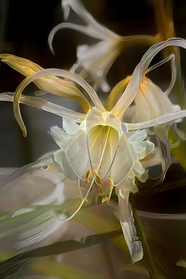 Spider Lily Love