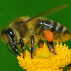 Detailed Close-Up of Bee Collecting Nectar from Yellow Flowers