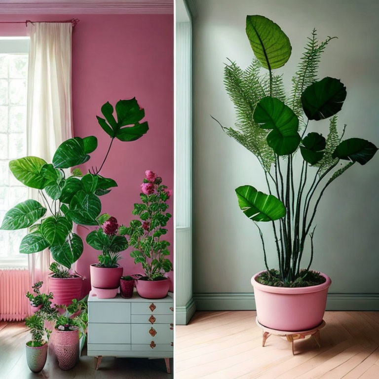 Pink-themed room with plant, furniture, and window plants.