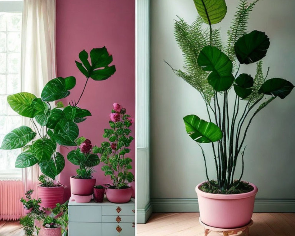 Pink-themed room with plant, furniture, and window plants.