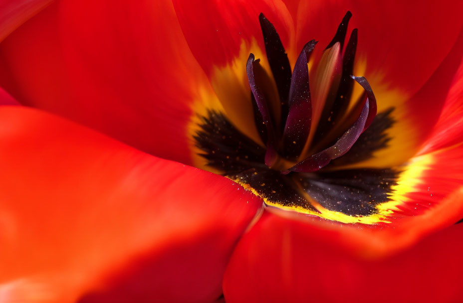Vibrant red tulip with dark center and yellow pollen on blurred red background