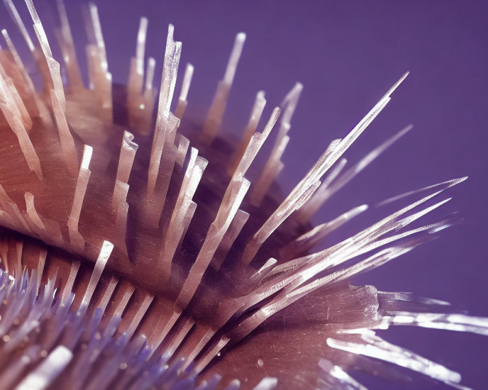 Sea Urchin with Long Spines on Purple Background