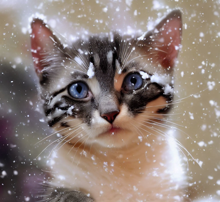 Tabby kitten with blue eyes and snowflakes on fur