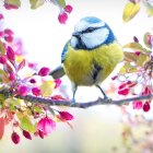 Colorful Bird Perched on Branch Among Pink and Purple Blooms