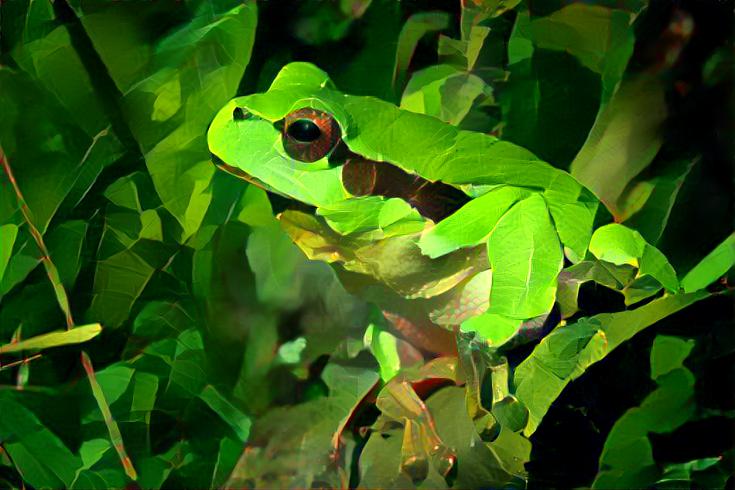 leafy frog