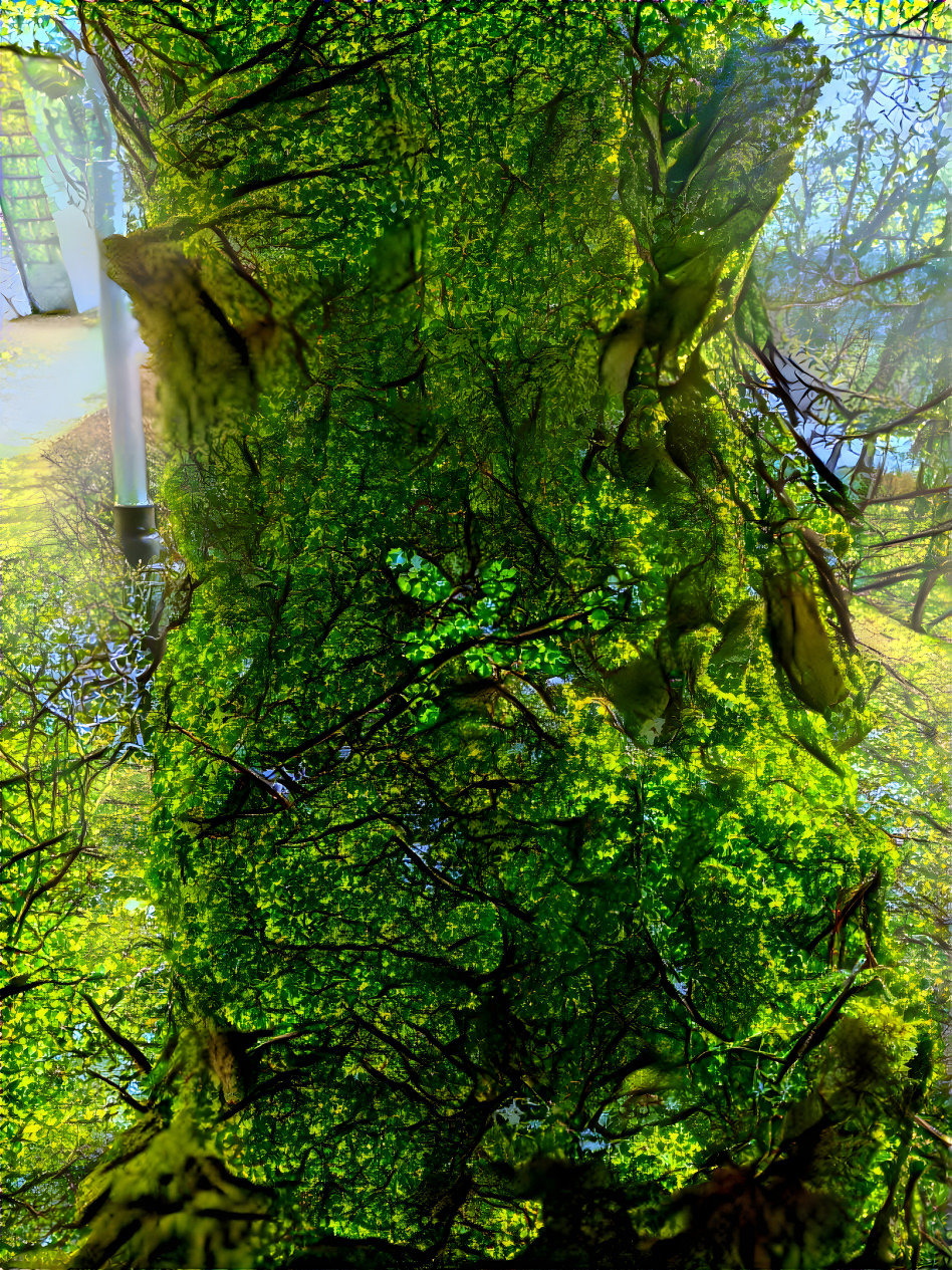 01 Mar 2022 - A tree trunk