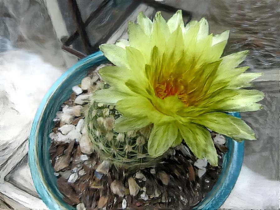 pretty cactus bloom