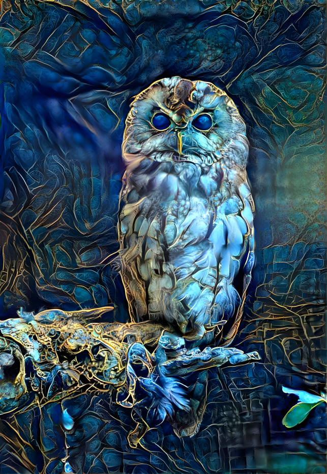 Owl (own photo)