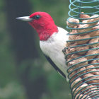 Vibrant woodpecker with red head on wire mesh feeder with peanuts