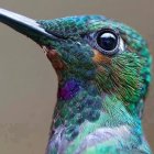 Colorful Bird with Iridescent Feathers in Blue, Green, and Purple Close-Up