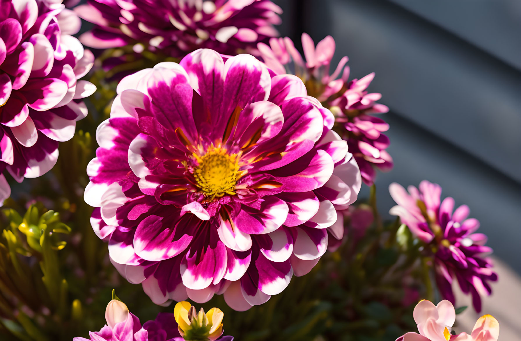 Pink and White Dahlia Flowers in Bloom with Soft-focus Background