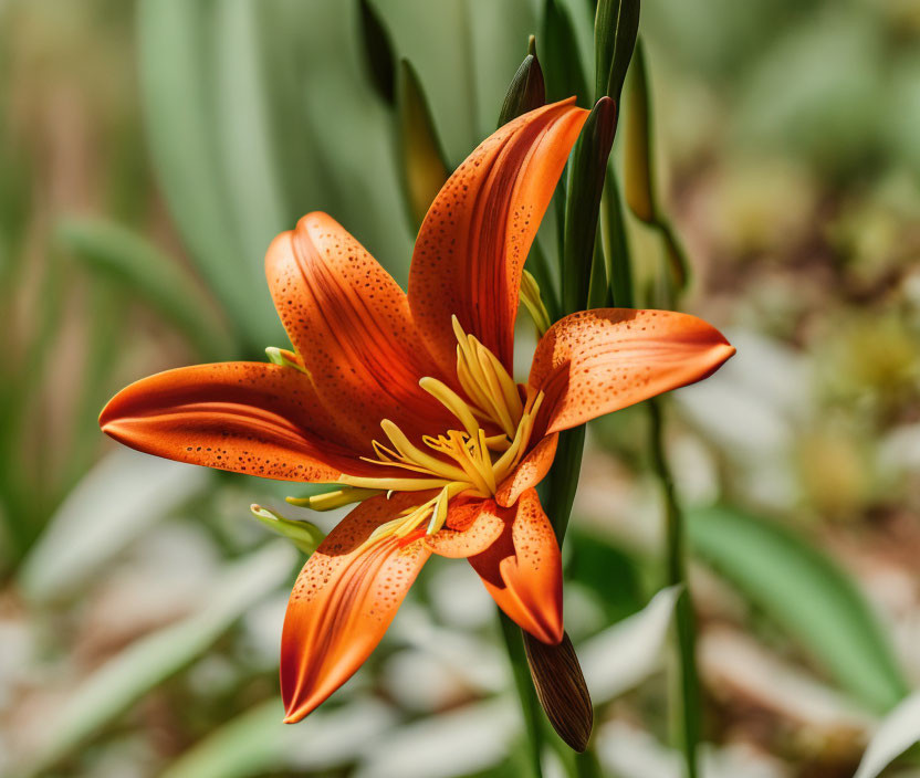 Bright Orange Lily with Spotted Petals and Prominent Stamens on Soft Green Background