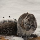 Three Snowy-Furred Squirrels in Winter Scene