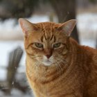 Orange Tabby Cat with Amber Eyes in Snowy Forest Setting