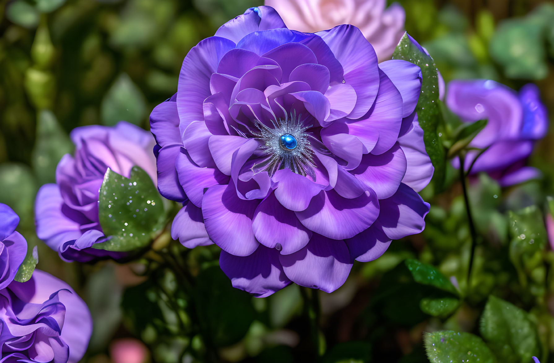 Vibrant Purple Ranunculus Flower with Bright Blue Center Blooming under Sunlight