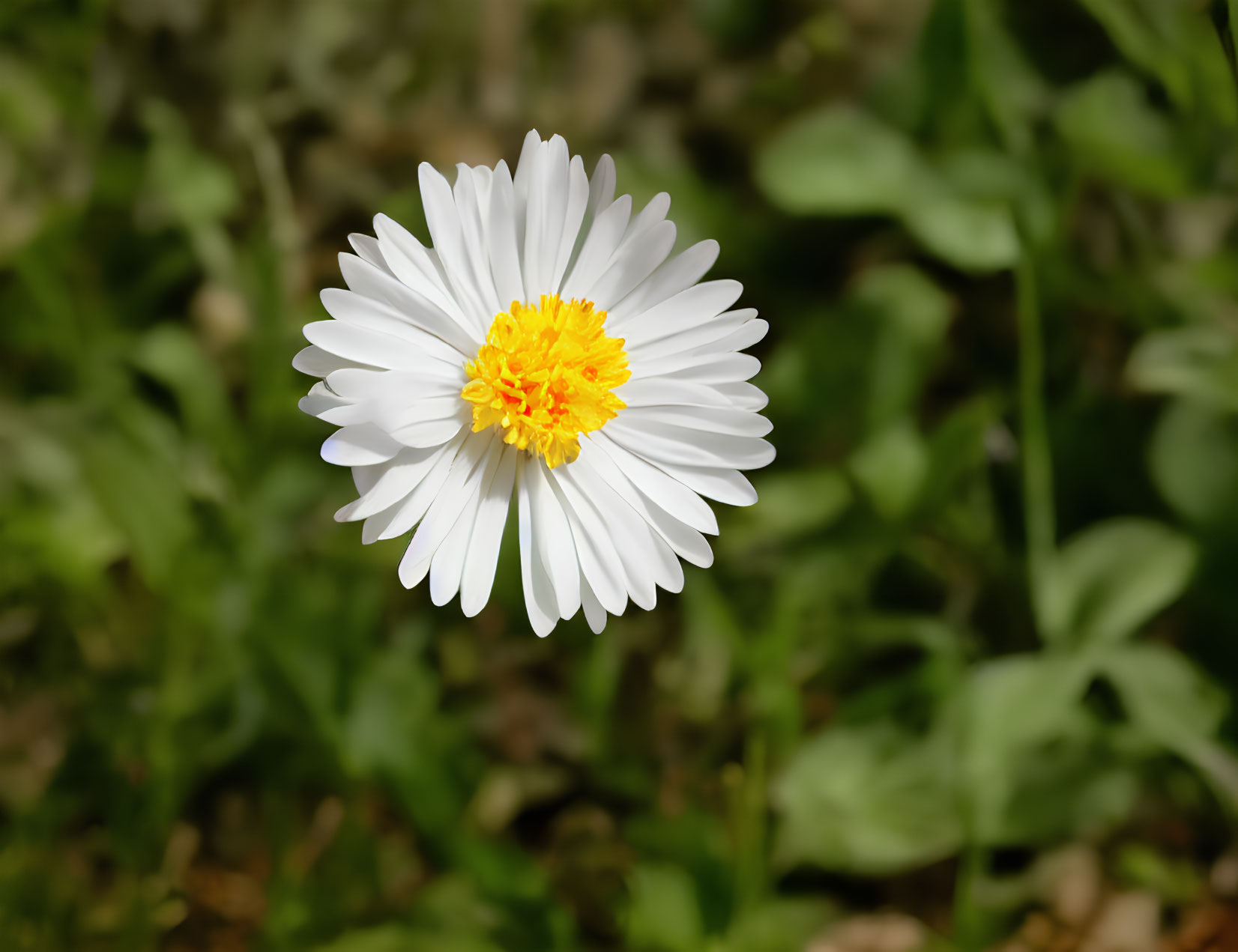 Single White Daisy with Bright Yellow Center on Blurry Green Background
