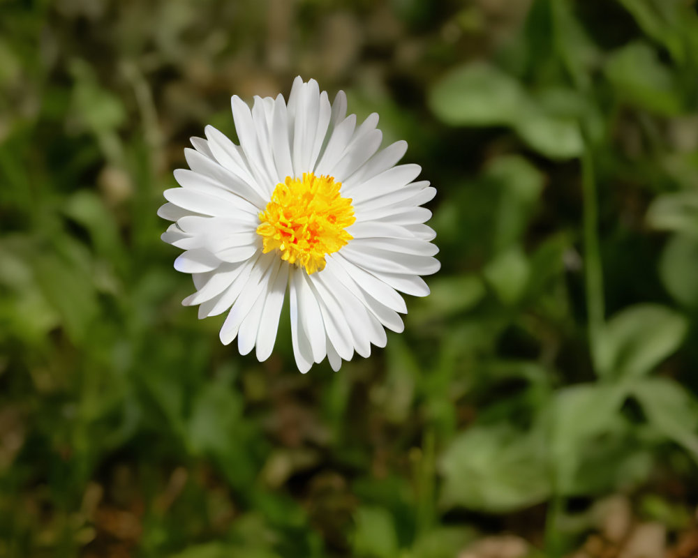 Single White Daisy with Bright Yellow Center on Blurry Green Background