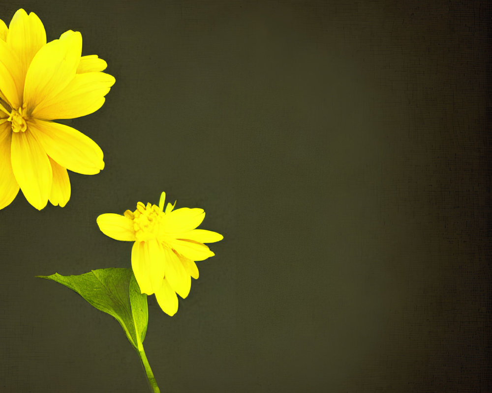 Vintage-style image featuring bright yellow flowers on dark background