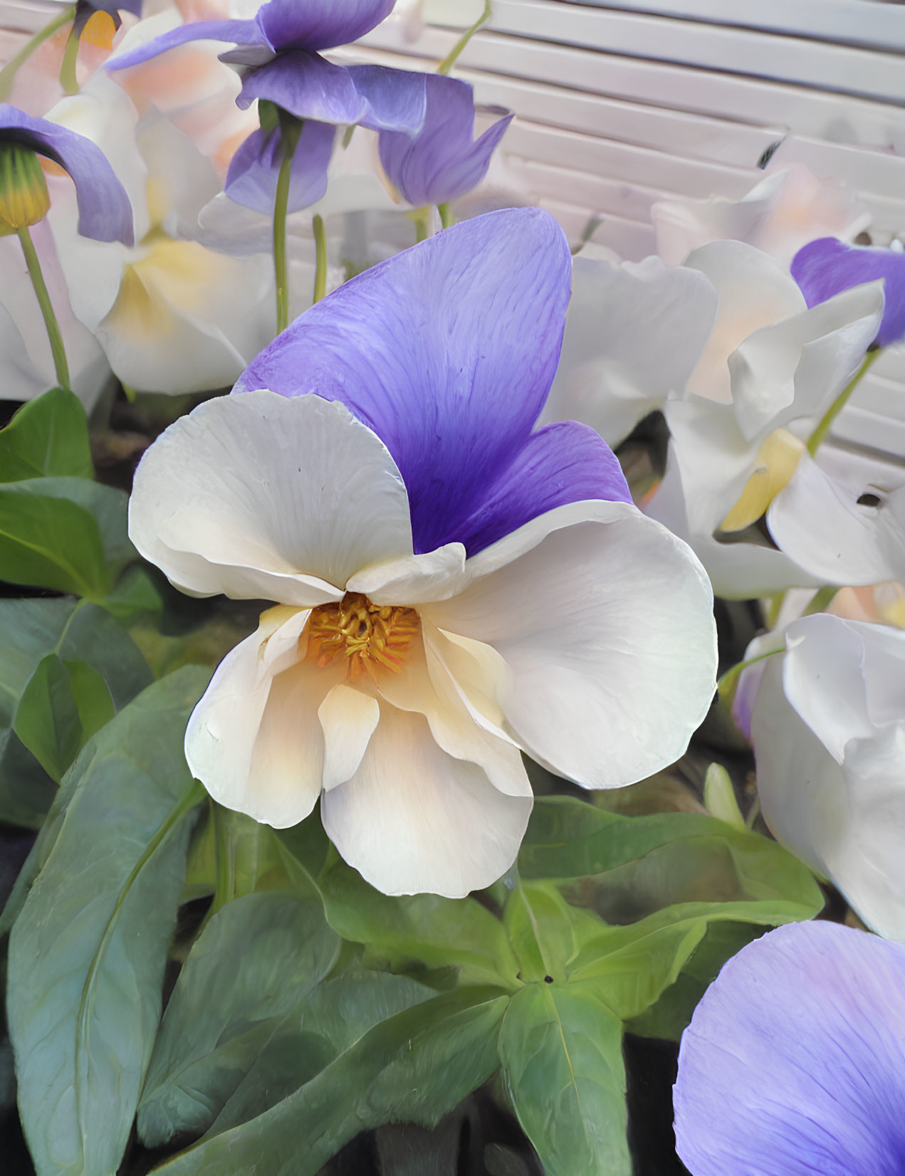 Bicolored violet and white flower with golden center among green leaves and blooms
