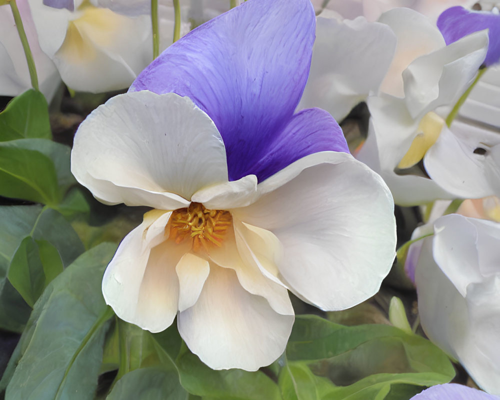 Bicolored violet and white flower with golden center among green leaves and blooms