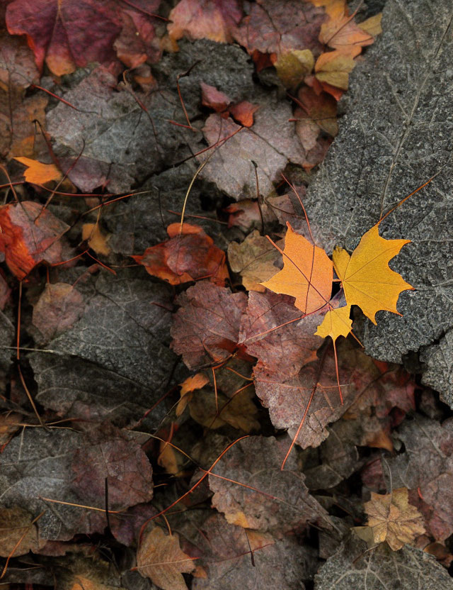 Bright Yellow Leaf Stands Out Among Crumpled Brown Leaves