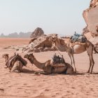 Mechanical camel and animal repair in desert scene