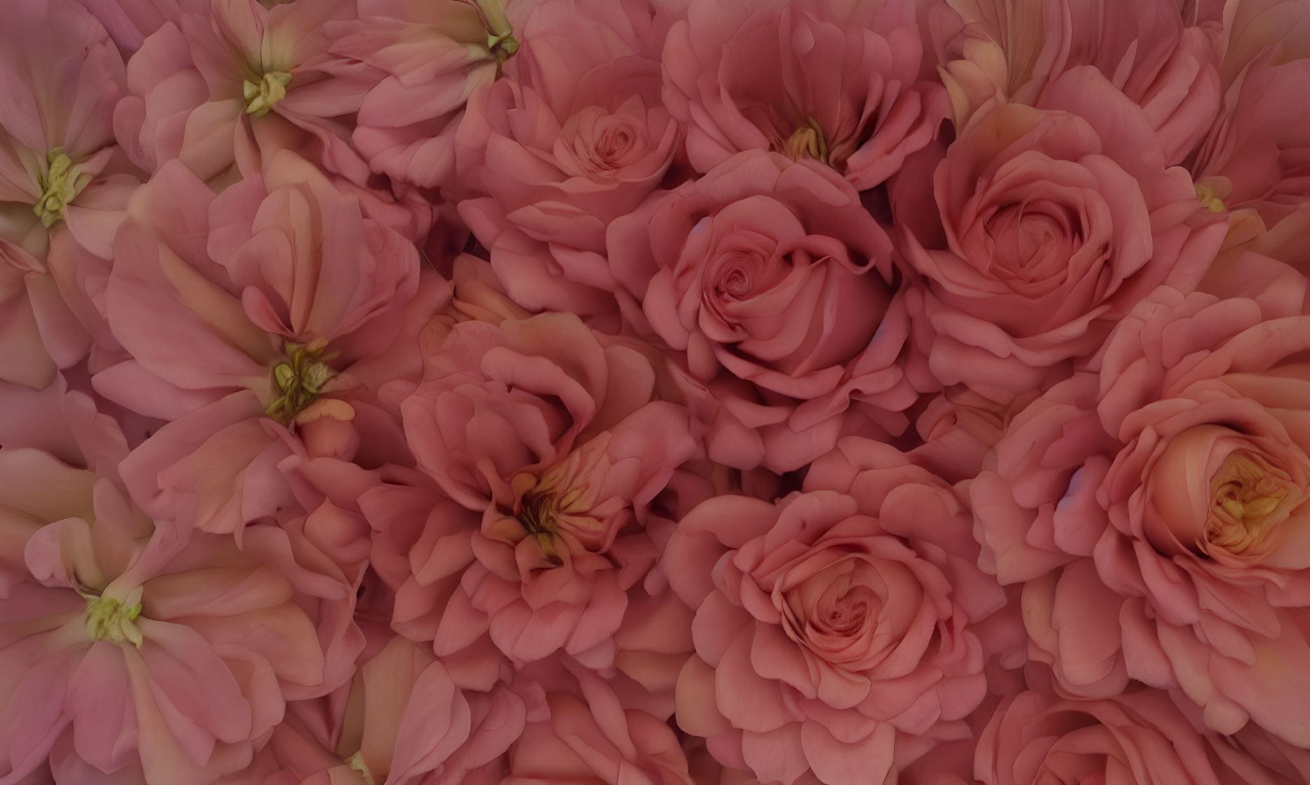 Soft Pink Roses and Buds Close-Up for Lush Floral Background