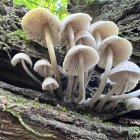 Enchanting forest scene with oversized luminescent mushrooms