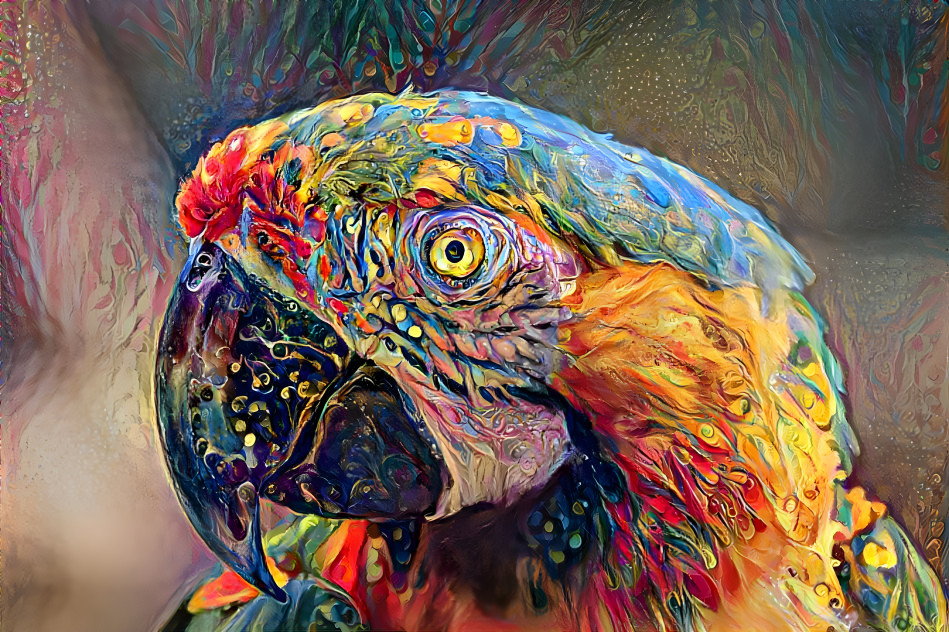 Parrot of a dreamer