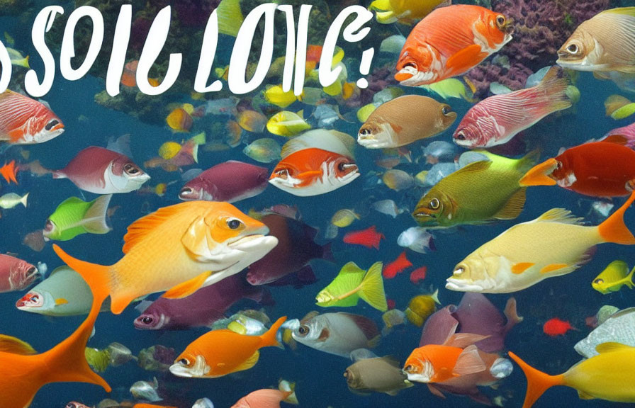 Vibrant tropical fish swim with "SOIL LOVE" text on underwater scene