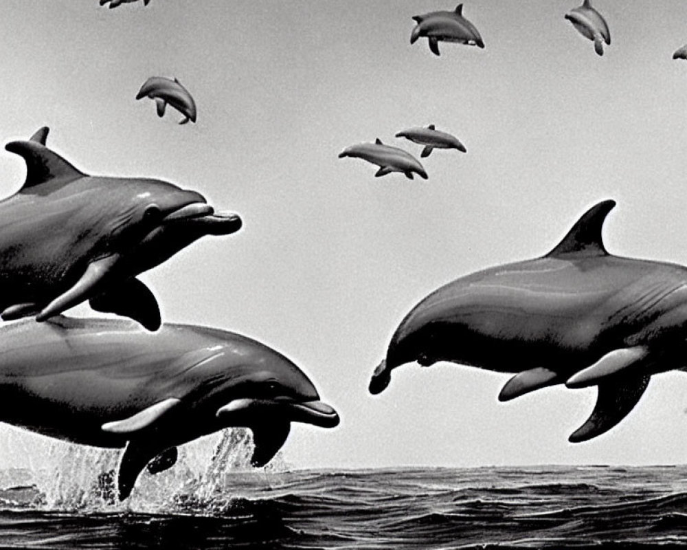 Pod of dolphins leaping above ocean surface with obscured text