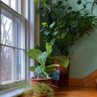 Indoor staircase with green plants, sunlight, and snowy view
